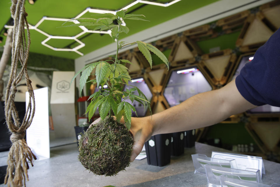 In this Thursday, June 6, 2019 photo, a shop assistant holds a Kokedama moss ball cannabis light plant at a cannabis light store in Milan, Italy. It’s been called Italy’s ‘’Green Gold Rush,’’ a flourishing business around light marijuana that has created 15,000 jobs and an estimated 150 million euros worth of annual revenues in under three years. But the budding sector is facing a political and judicial buzzkill. (AP Photo/Luca Bruno)