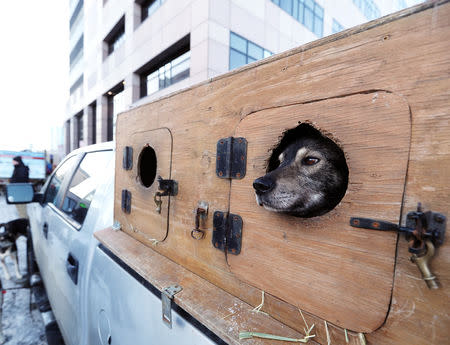 One of Shaynee Traska's dogs awaits the ceremonial start of the 47th Iditarod Trail Sled Dog Race in Anchorage, Alaska, U.S. March 2, 2019. REUTERS/Kerry Tasker