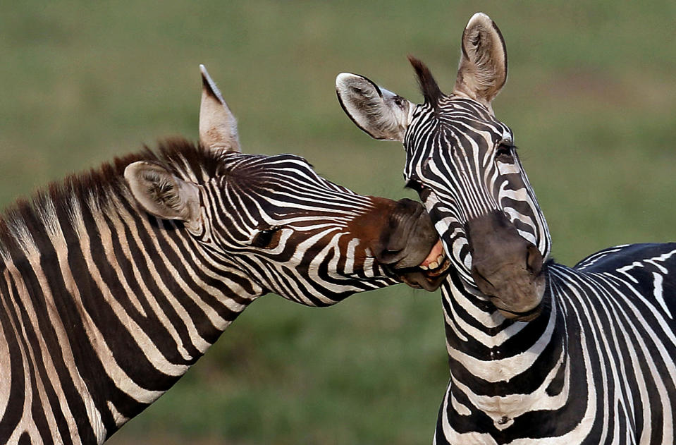 <p>Zebras in the Maasai Mara Game Reserve, Kenya. (Photo: Laurent Renaud/Dominique Haution /Caters News Agency) </p>