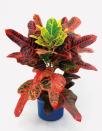 <p><strong>Common name:</strong> Croton/ Joseph's coat</p><p><strong>Light: </strong>Good light</p><p><strong>Care:</strong> Keep slightly moist</p><p><strong>Tips: </strong>Prune top when plant becomes tall, and root like a stem tip cutting.</p><p><a class="link " href="https://go.redirectingat.com?id=127X1599956&url=https%3A%2F%2Fwww.thompson-morgan.com%2Fp%2Fcodiaeum-variegatum-var-pictum-mrs-iceton-house-plant%2FTKA2880TM&sref=https%3A%2F%2Fwww.housebeautiful.com%2Fuk%2Fgarden%2Fplants%2Fg151%2Fbest-plants-kids-bedrooms%2F" rel="nofollow noopener" target="_blank" data-ylk="slk:BUY NOW;elm:context_link;itc:0;sec:content-canvas">BUY NOW</a></p>