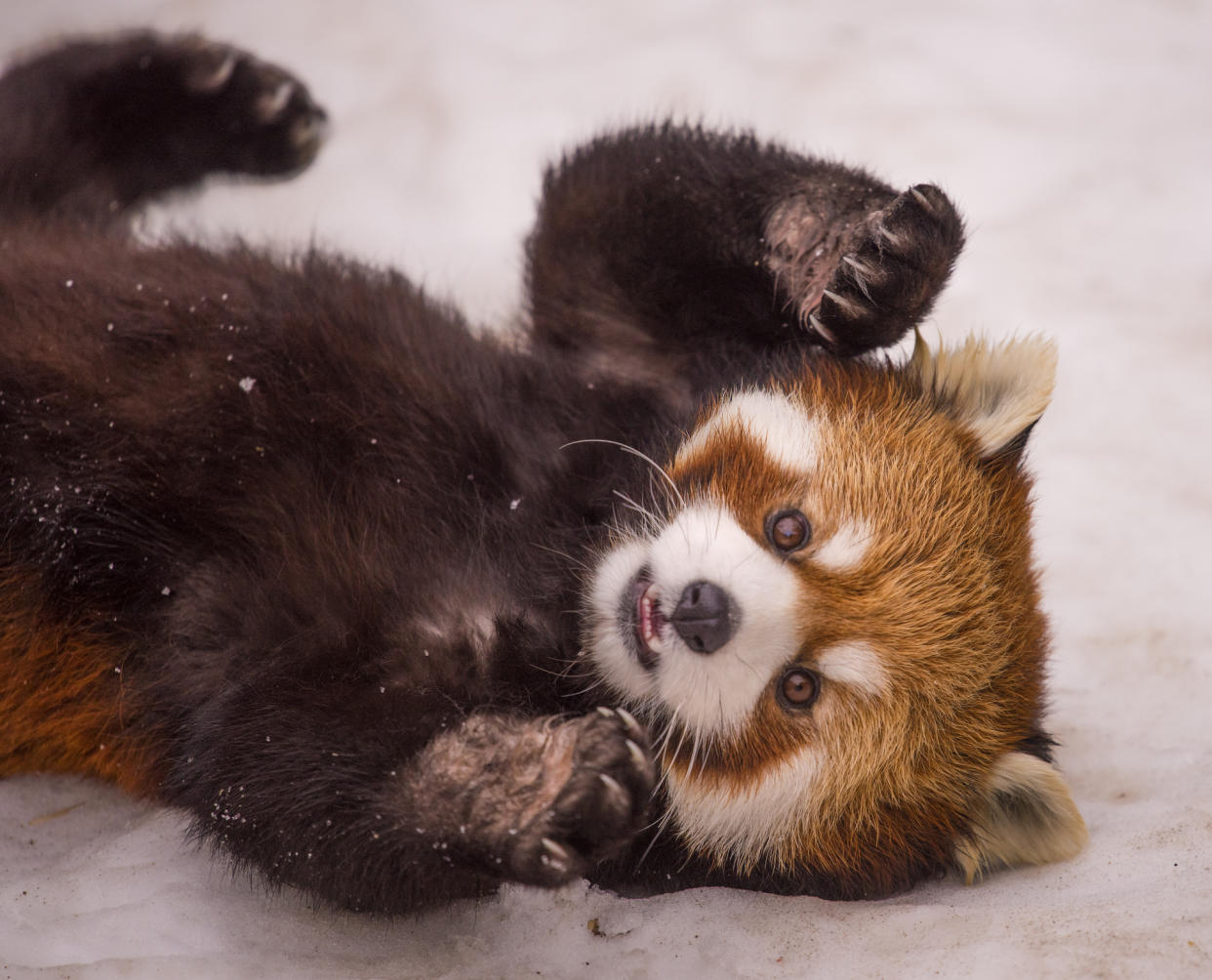 https://www.gettyimages.co.uk/detail/photo/baby-at-play-royalty-free-image/998709936?phrase=baby+red+panda&adppopup=true