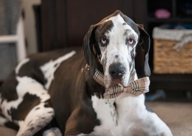 Meet Major, the Phillies' new service dog