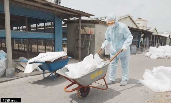 臺南土雞場採樣送驗確認禽流感，動保處即刻派員進行撲殺及全場消毒，阻絕疫病傳播。（記者李嘉祥攝）