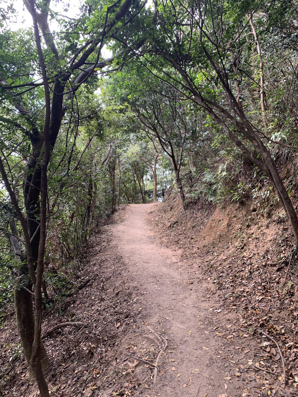 行山路線｜筆架山簡易三小時登山徑！俯瞰九龍半島景色