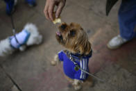 <p>A pet tries to take a piece of bread outside Saint Pablo church, during the feast of St. Anthony, Spain’s patron saint of animals, in Zaragoza, northern Spain, Wednesday, Jan.17, 2018. (Photo: Alvaro Barrientos/AP) </p>