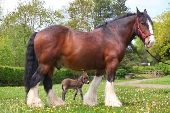 Baby donkey meets huge shire horse for first time (heart melts)