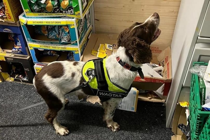 Detection dog helping Trading Standards operation in Tameside