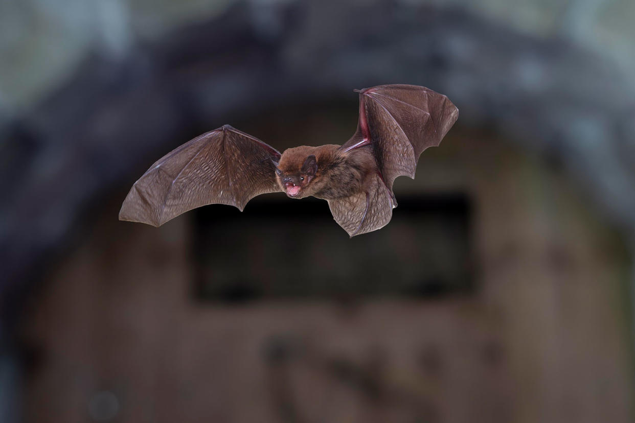 Common bat Pipistrellus pipistrellus Getty Images/imageBROKER/Dieter Mahlke