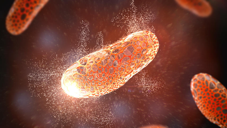 Illustration shows a rod shaped bacterial cell's membrane developing holes and its insides spilling out.