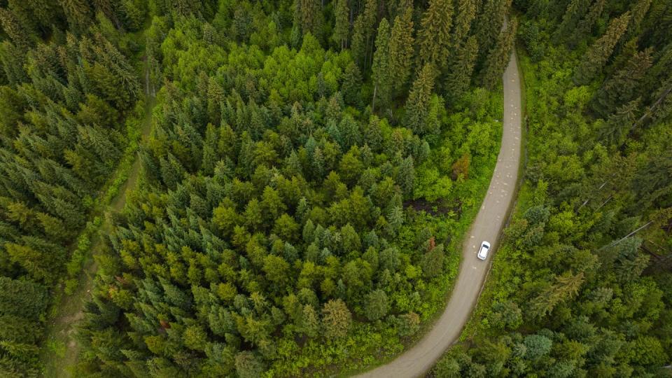 car driving through lush forest on a forestry road