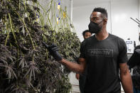 Calvin Johnson looks over marijuana plants growing at his business in Webberville, Mich., Friday, June 4, 2021. The former Detroit Lions wide receiver has founded a cannabis business and is collaborating with Harvard University to research how marijuana can help people with CTE and chronic pain. Johnson will be inducted into the Pro Football Hall of Fame on Aug. 8.(AP Photo/Carlos Osorio)