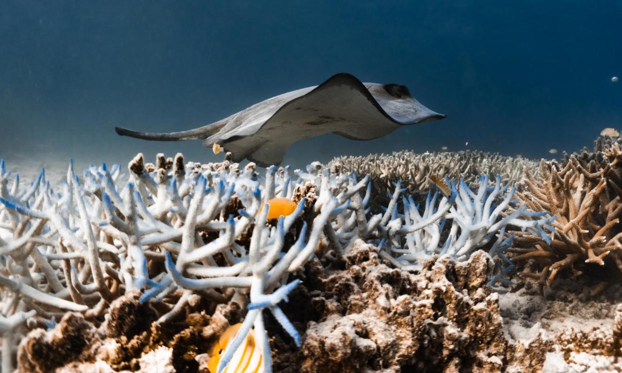 <span>The Great Barrier Reef in Queensland experienced its fifth mass coral bleaching event in eight years this summer.</span><span>Photograph: Amy Lawson</span>