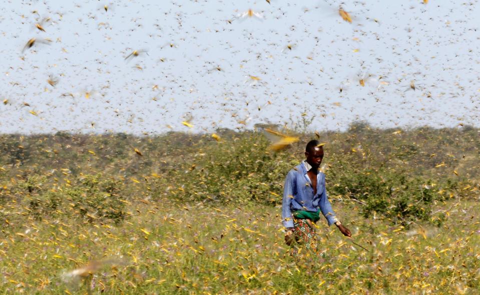 swarm of desert locusts .JPG