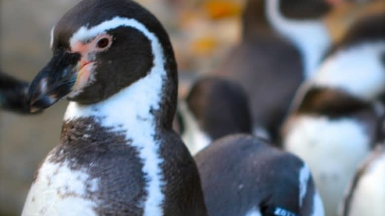 Drowning of 7 penguins at Calgary Zoo remains a mystery