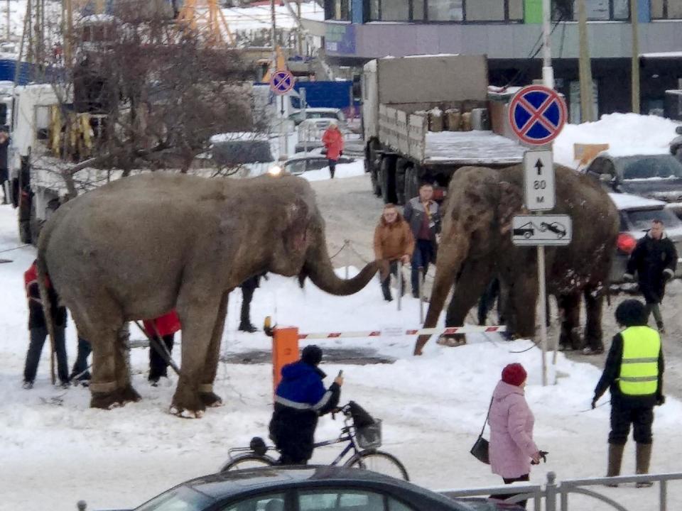 When a circus troupe tried to load the animals into a truck to head to their next destination, they resisted and walked away: Associated Press