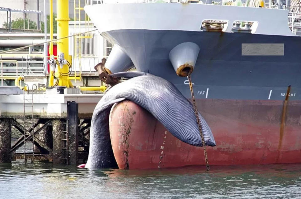 Crew found a whale caught on the bow of a tanker that arrived at Mizushima Port in Kurashiki City, Japan. Source: Newsflash/Australscope