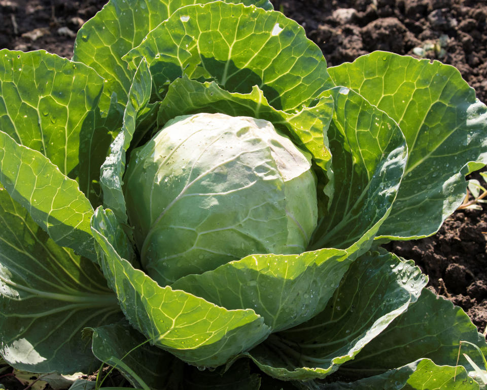 9. Cabbages