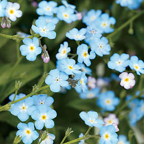 Forget-me-not 