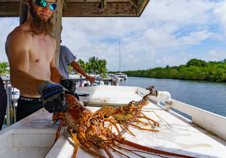 Bryce Jessee grabs the biggest lobster he caught to clean it and break off the tail, on the dock during the extra day of lobster miniseason on Sunday, July 14, 2024, at Black Point Marina in Homestead, Fla.