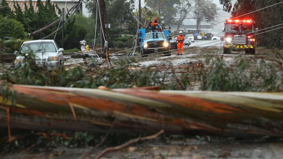 Two trees fell in opposite directions across The Pike in Arroyo Grande as an atmospheric river storm brought strong winds to San Luis Obispo County on Feb. 4, 2024.