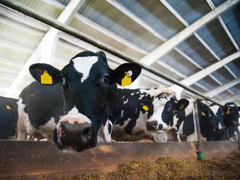 Bluetongue disease identified in two cows imported from France, UK officials say