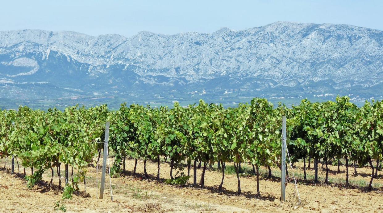 Vignes au pied du massif de la Sainte-Victoire, terroir argilo-calcaire en Provence calcaire Nicolas Charles, Author provided