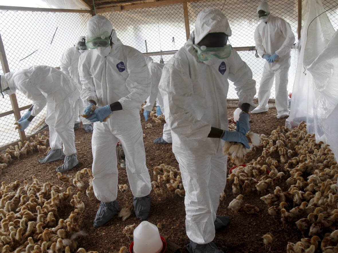 Workers from the Animal Protection Ministry cull chicks to contain an outbreak of bird flu at a farm in the village of Modeste, Ivory Coast, in 2015. Canadian officials said Friday the country would expand its surveillance for a dangerous form of avian flu H5N1 avian flu amid an outbreak of the disease in U.S. dairy cattle.  (Luc Gnago/Reuters - image credit)