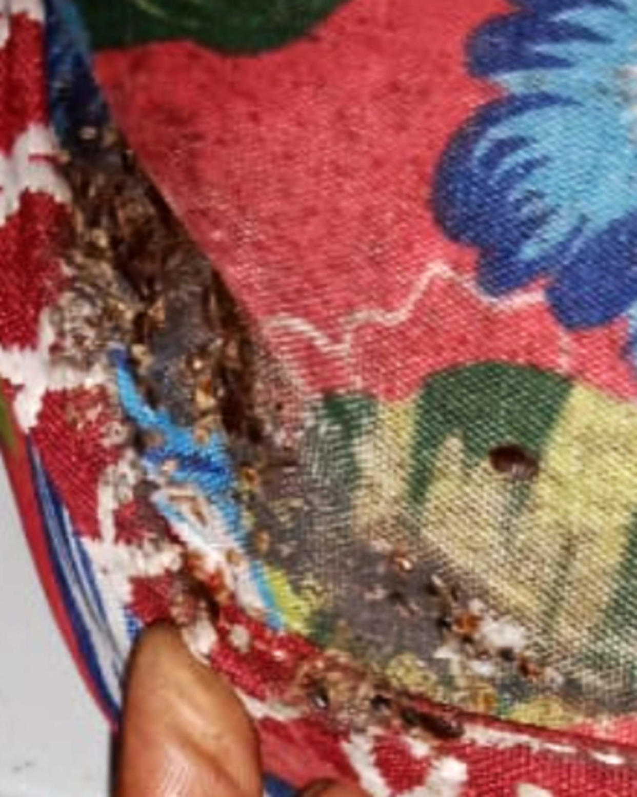 A mattress that appears to be covered in bedbugs. (Courtesy Joshua Farinella)
