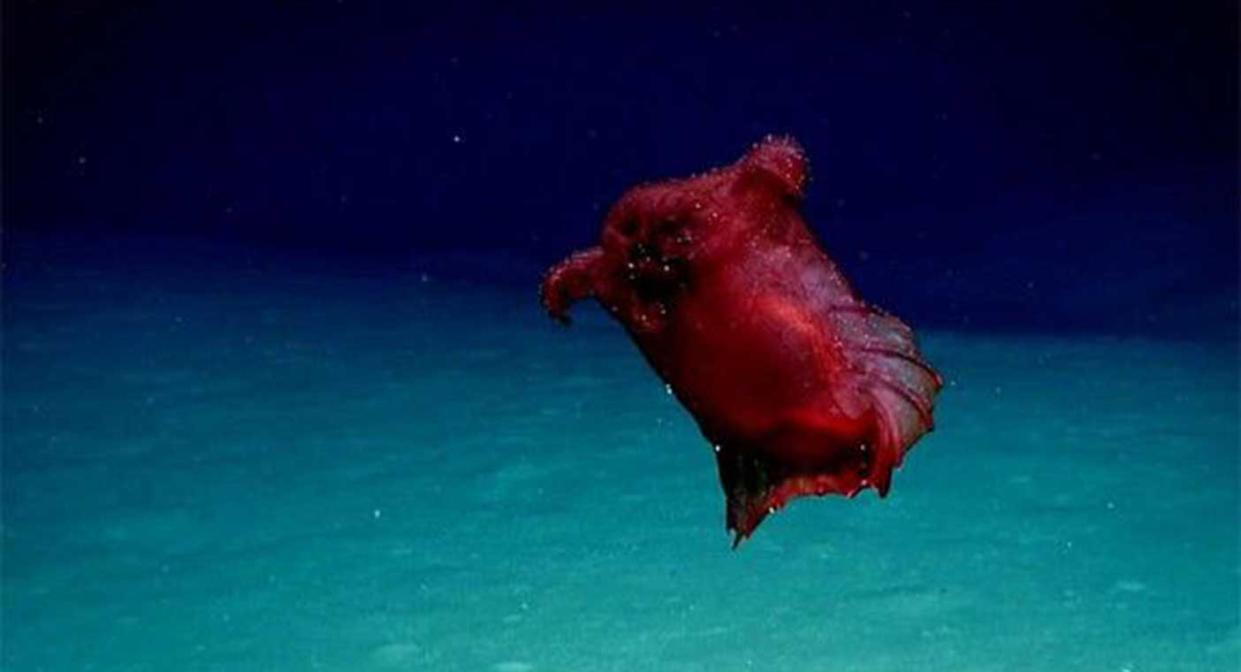 'Headless chicken monster' filmed in Southern Ocean for first time