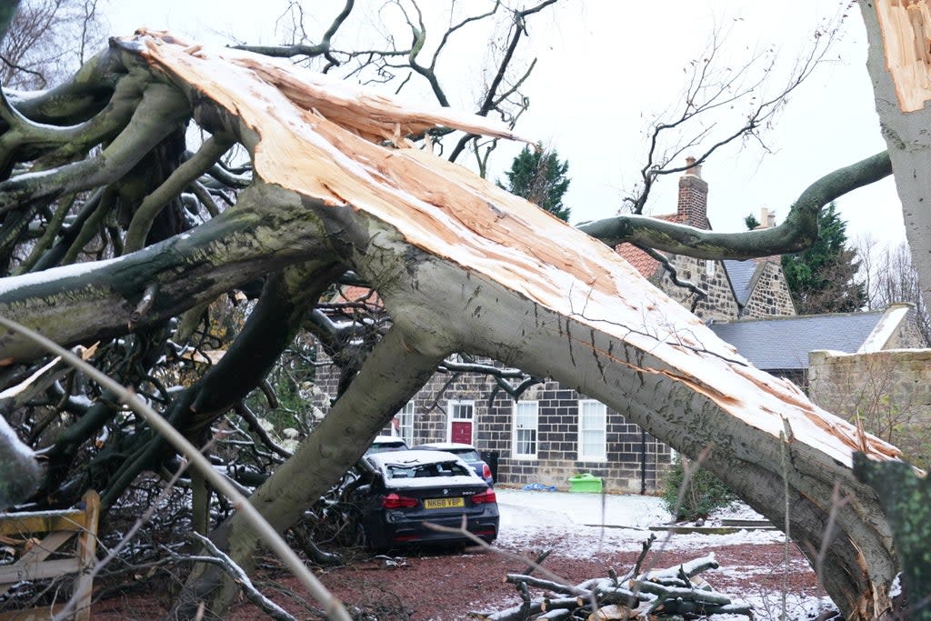 A fallen tree in New York in North Tyneside (Owen Humphreys/PA) (PA Wire)