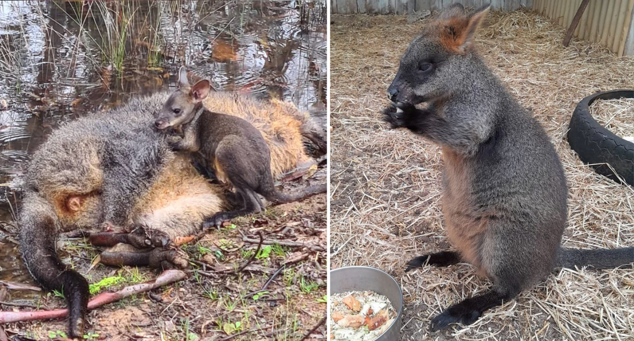 Left - a tiny wallaby clings to his mother's lifeless body next to a puddle. Right - Riley the wallaby looking older and fatter nine months later.