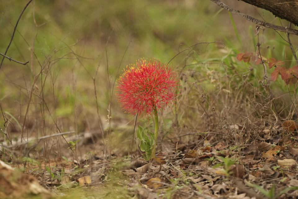 A fireball Lily plant is seen in Gonarezhou National Park, Monday, Oct. 30, 2023. In Zimbabwe, recent rains are bringing relief to Gonarezhou, the country's second biggest national park. But elsewhere in the wildlife –rich country, authorities say climate change-induced drought and erratic weather events are leading to the loss of plants and animals. (AP Photo/Tsvangirayi Mukwazhi)