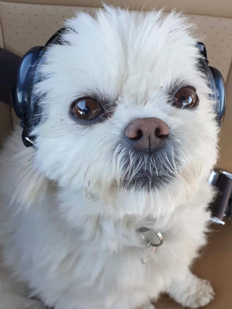 Edwin Kraft's dog Roxy, who also went missing.