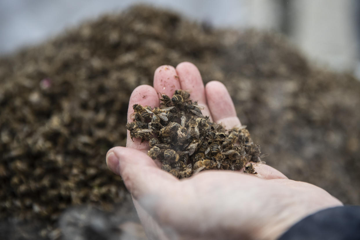 BONN, GERMANY - APRIL 26: Protester shows a dead bees that died by pesticides during a protest prior shareholders meeting of German chemicals and pharmaceuticals conglomerate Bayer AG on April 26, 2019 in Bonn, Germany. The general meeting is expected to be contentious, with shareholders likely to grill company leadership over Bayer's acquisition last year of U.S. agrochemicals giant Monsanto. Bayer is facing a string of potentially costly lawsuits over Monsanto's Roundup weedkiller, which has been linked to cancer cases (Photo by Maja Hitij/Getty Images)