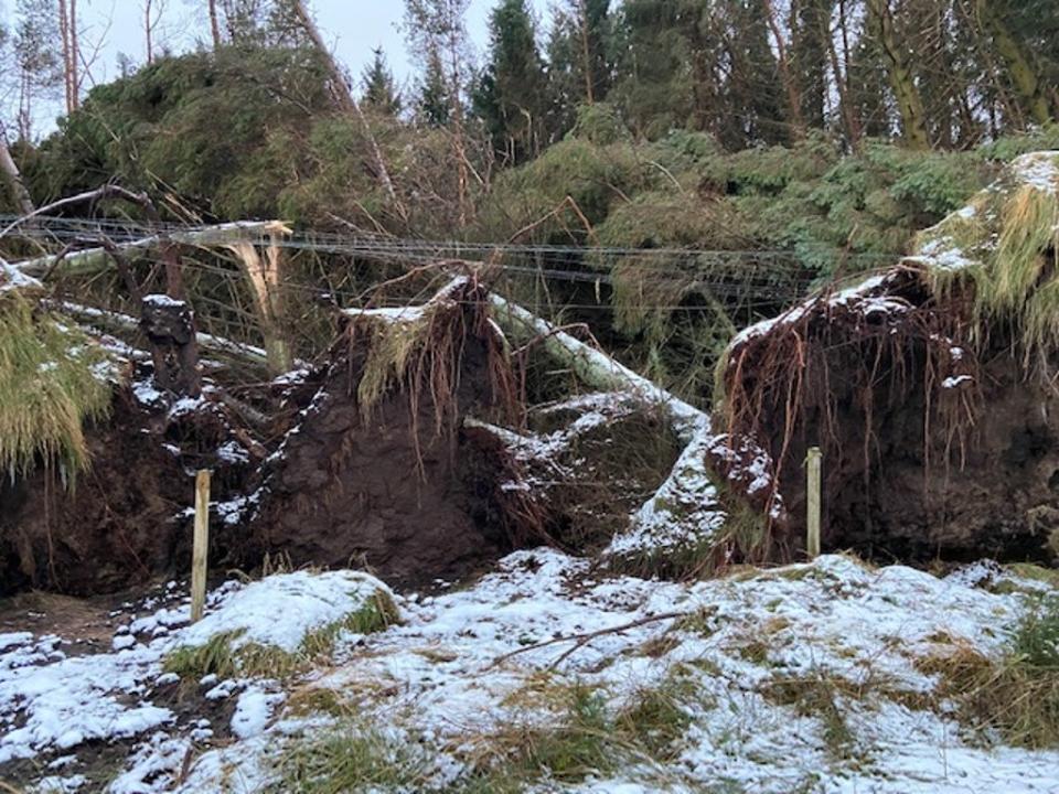 Power lines downed by trees in Northumberland (Forestry England/PA) (PA Media)