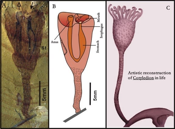 The Cambrian marine animal <i>Cotyledion tylodes</i> in fossil form and as illustrated by artists.