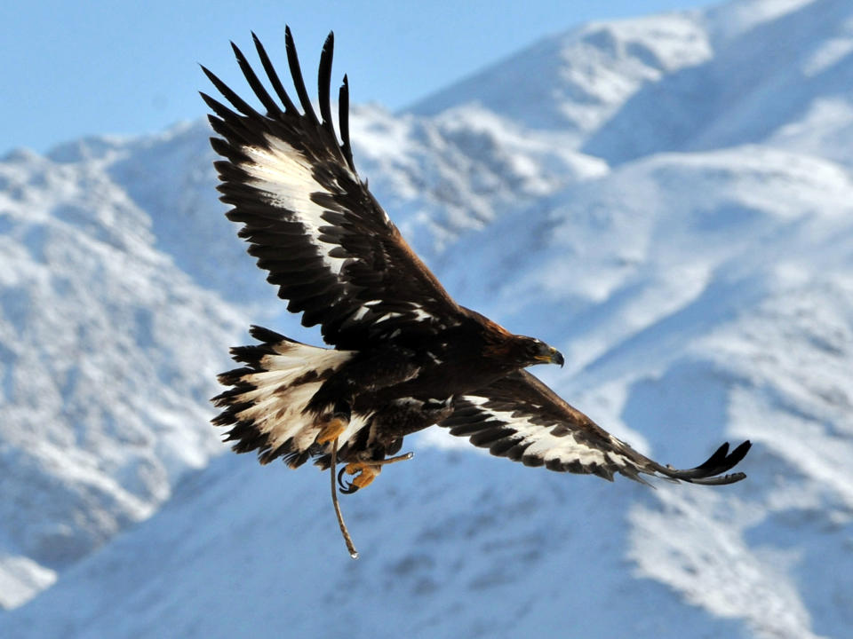 Golden eagles in the south of Scotland are isolated from larger populations in the Highlands: AFP/Getty