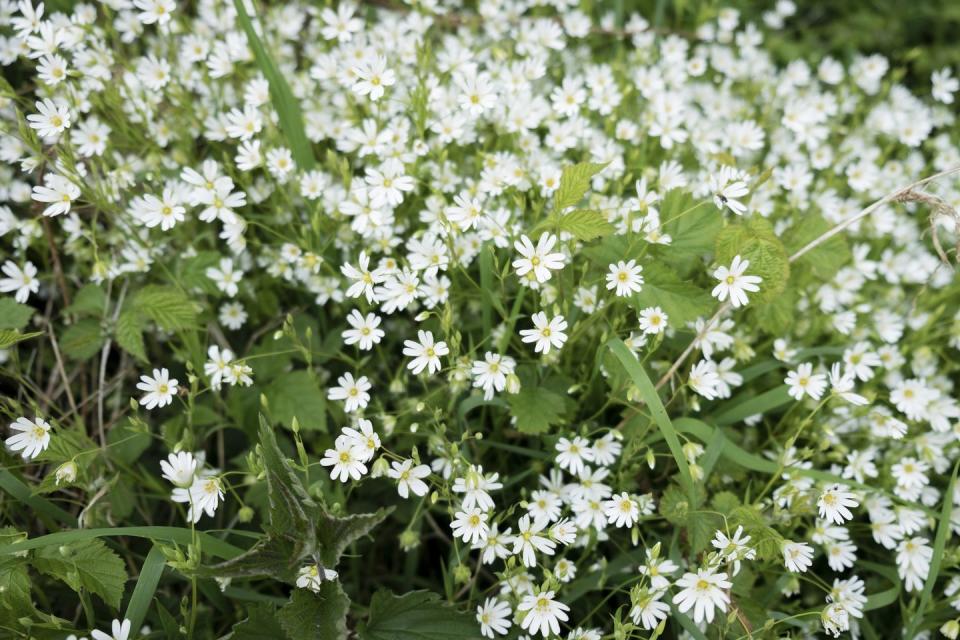 types of weeds chickweed