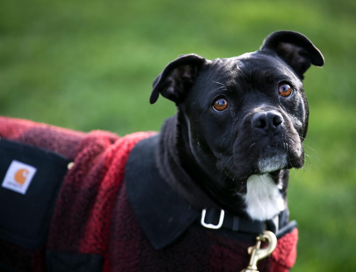 Meet Rocky, a Keizer pit bull that rescued a child from drowning at the  Oregon Coast