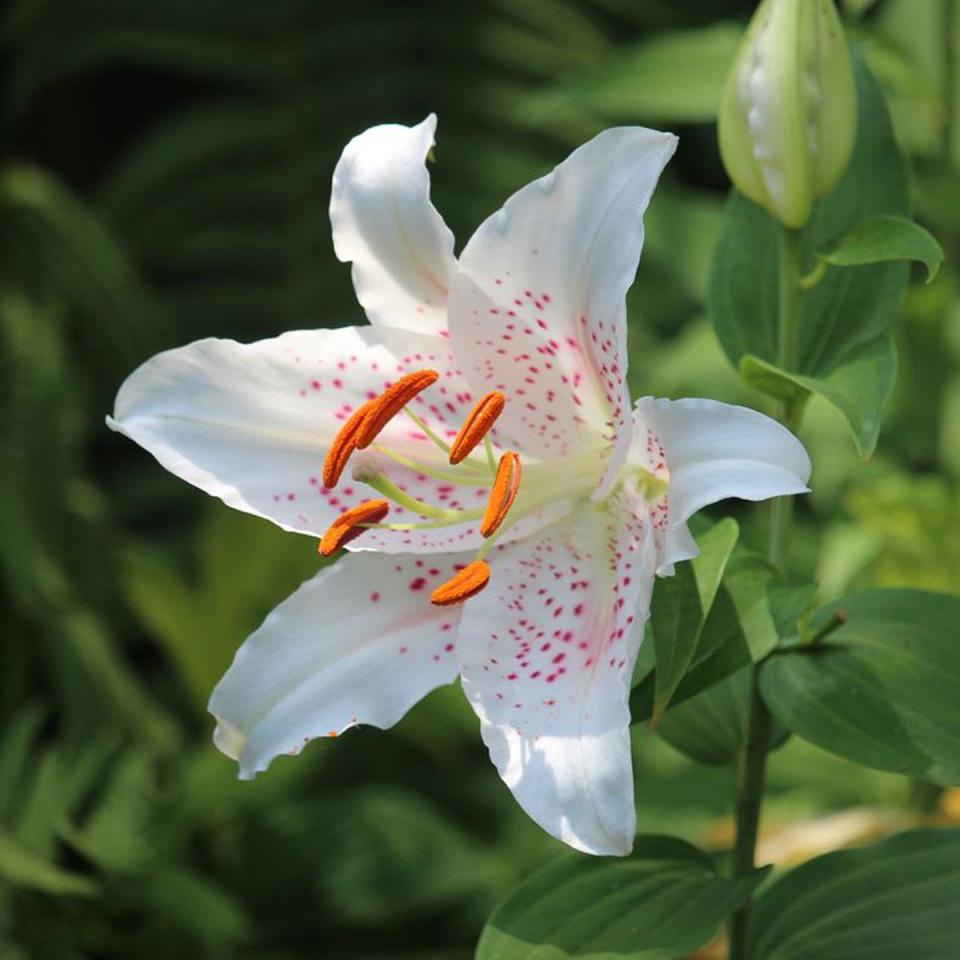 2) Taurus: Lilies