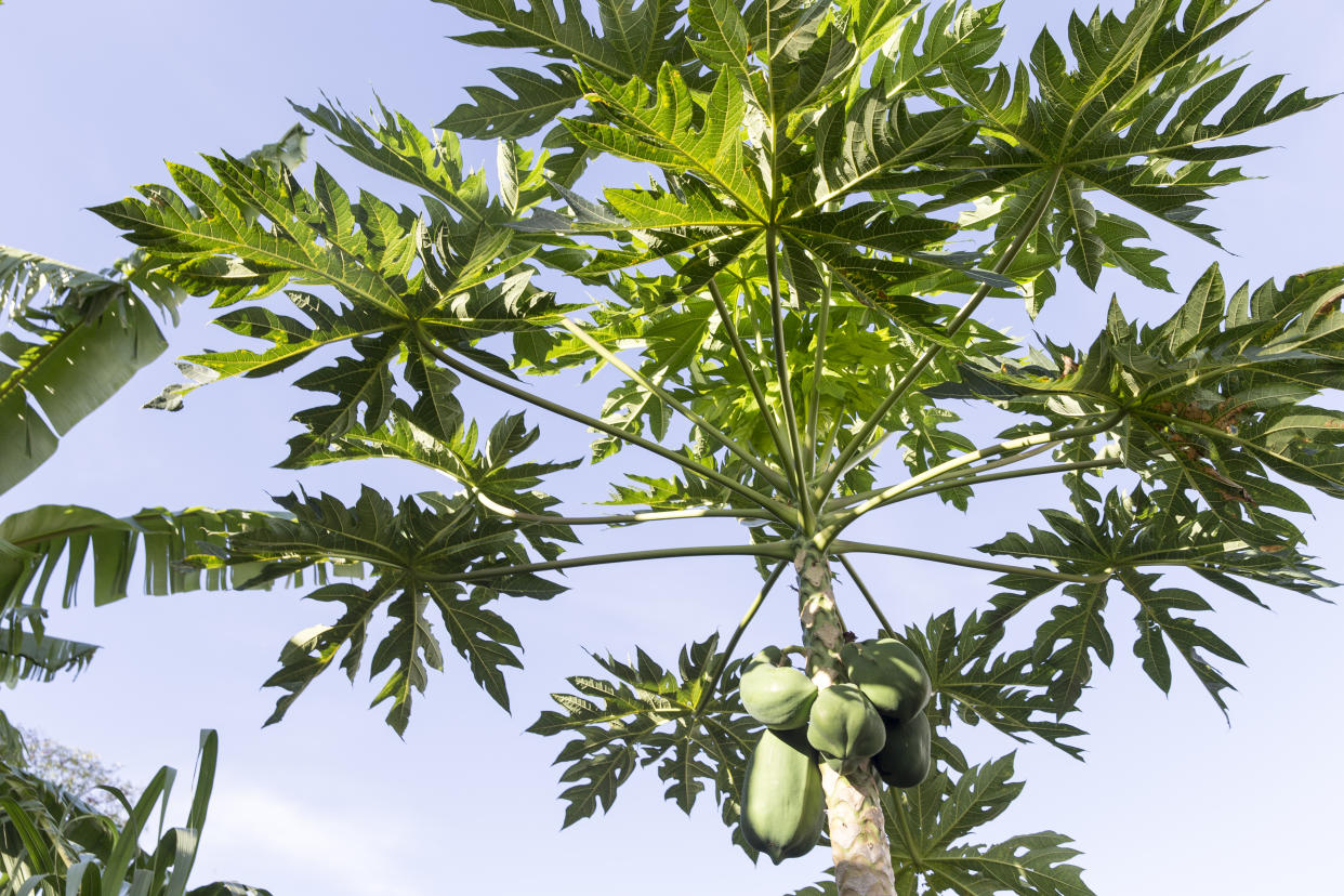 A papaya tree. (PHOTO: Getty Images)