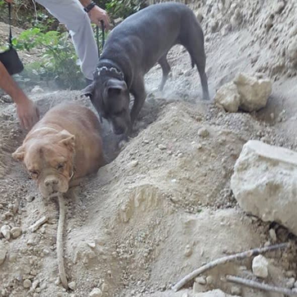 Dog buried alive in France sparks social media outrage