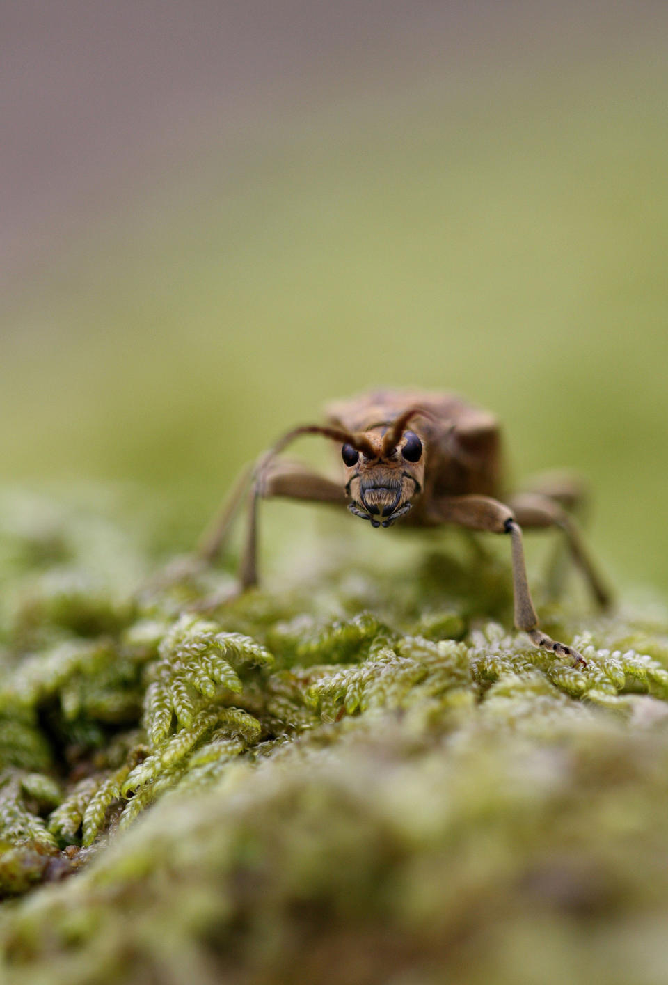 December 30: Looking at Me by Natural photographies. 'When I found this strange bug in the forest on a rock covered with moss, I was amazed by its beauty and small head. I had never seen such a bug. I quickly photographed while it stared at me.'