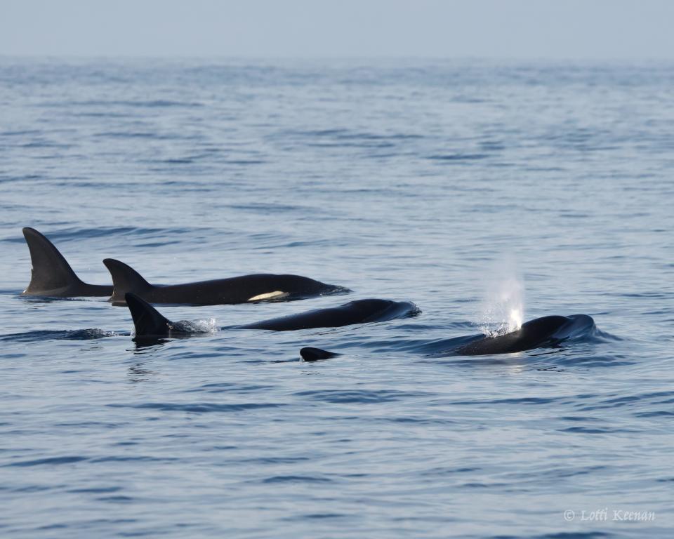 Island Packers whale watching boats have spotted pods of orcas off the Ventura County coast in recent weeks. The company offers tours from Ventura and Channel Islands harbors.
