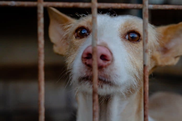 The Puppy Protection Act wants to put a stop on puppy mills