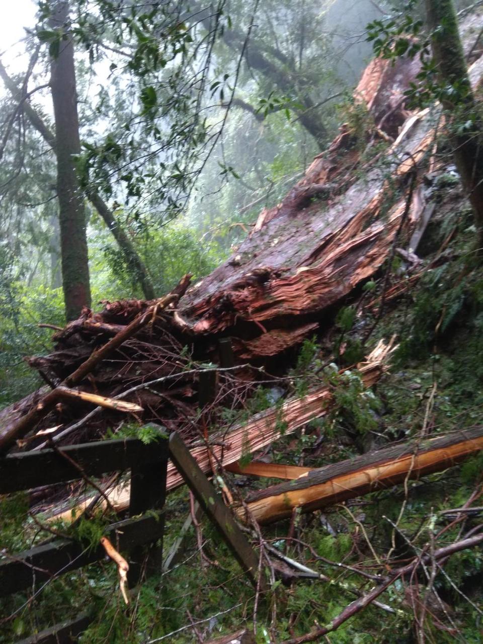 拉拉山千年神木倒塌。   圖：新竹林區管理處／提供
