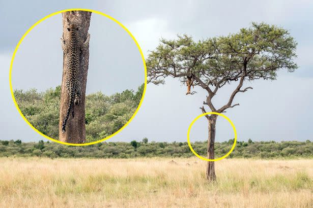 While at first glance it looks like darker patch of bark on the tree, if you take a closer look you'll find the leopard about to hunt down an unlucky impala Source: Ingo Gerlach