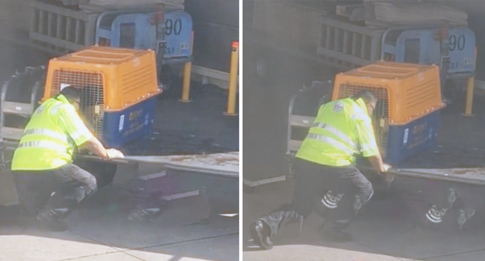 A Queensland traveller has shared a touching moment between her dog and a Virgin Australia baggage handler. Source: TikTok