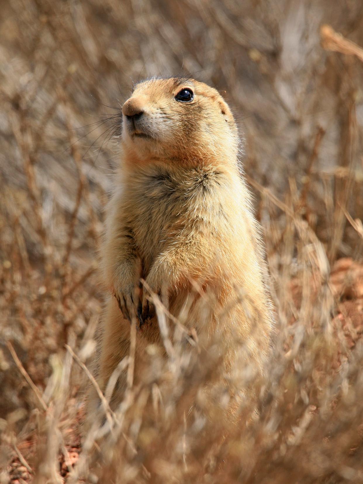 "Limited to the southwestern quarter of Utah, the Utah Prairie Dog has the most restricted range of all prairie dog species," according to the National Park Service.