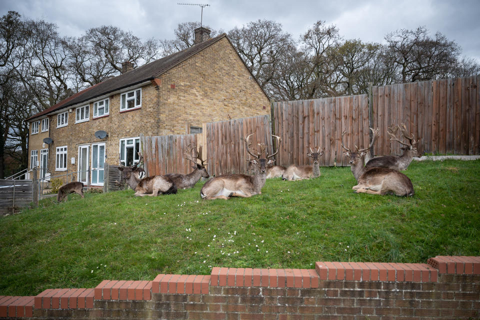 ROMFORD, ENGLAND - APRIL 02: Fallow deer from Dagnam Park rest and graze on the grass outside homes on a housing estate in Harold Hill, near Romford on April 02, 2020 in Romford, England. The semi-urban deer are a regular sight in the area around the park but as the roads have become quieter due to the nationwide lockdown, the deer have staked a claim on new territories in the vicinity. The Coronavirus (COVID-19) pandemic has spread to many countries across the world, claiming over 40,000 lives and infecting hundreds of thousands more. (Photo by Leon Neal/Getty Images)